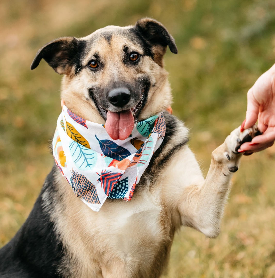 4ddb04_f2e77ed293454f5bb608b66360495650~mv2