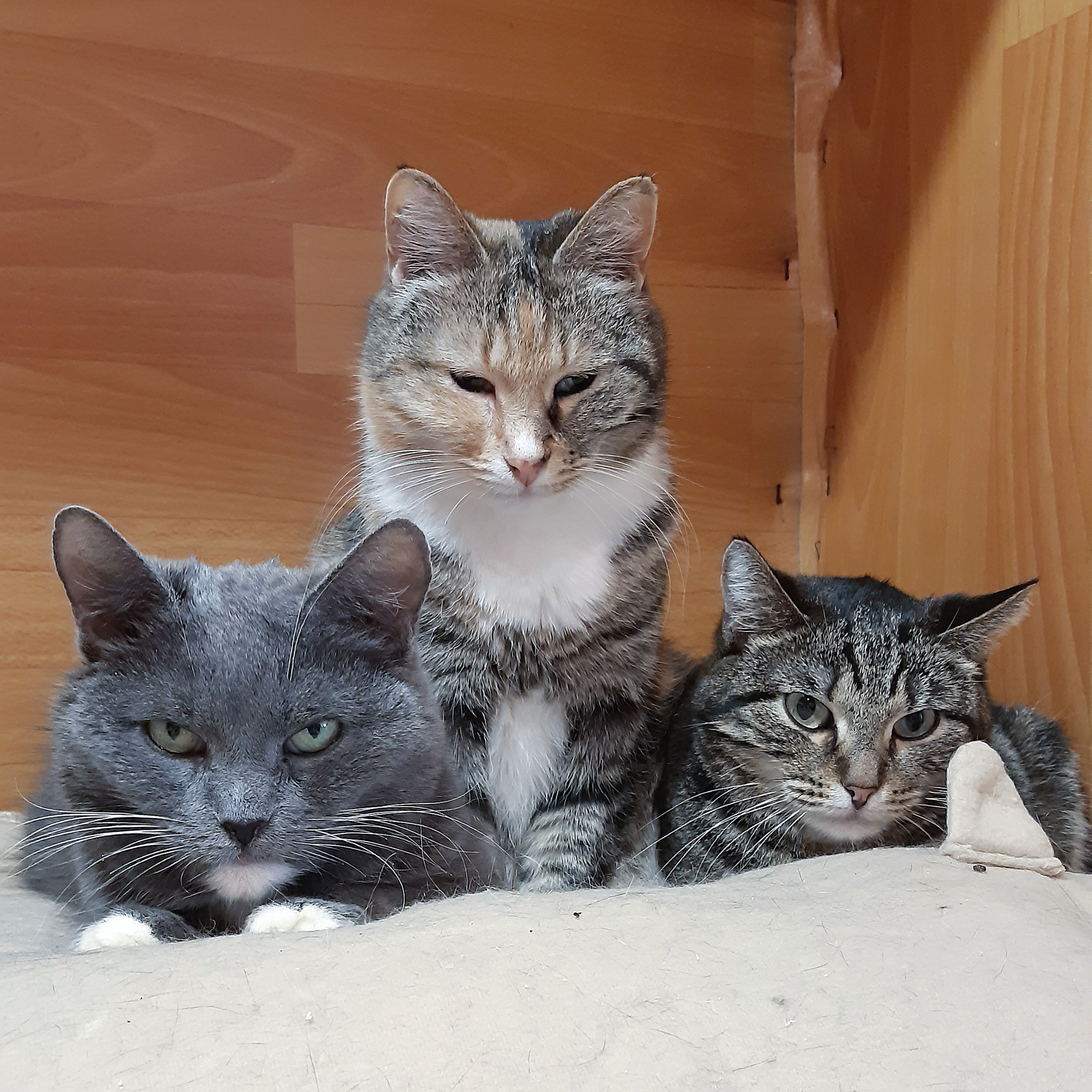 f6281c8862f7c7dd91765b85907754eb68f5457a